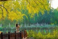 麻豆黄色视频软件-网络双刃剑，创新的浪潮与灰色地带